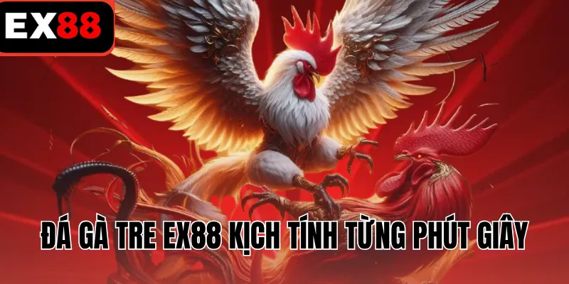 Đá gà tre EX88 kịch tính từng phút giây