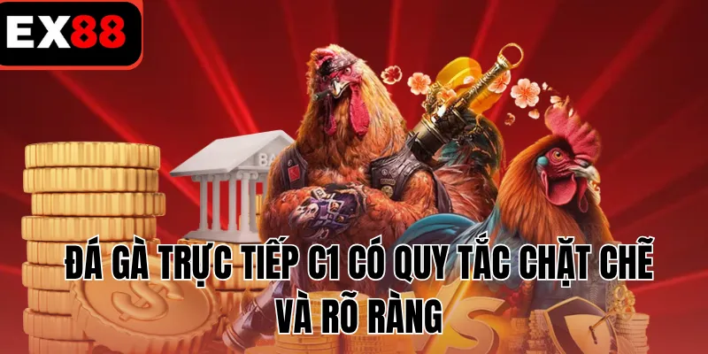 Đá gà trực tiếp C1 có quy tắc chặt chẽ và rõ ràng
