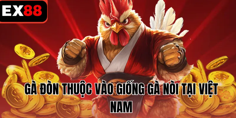 Gà đòn thuộc vào giống gà nòi tại Việt Nam