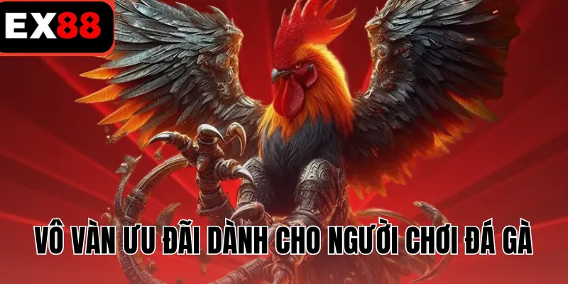 Vô vàn ưu đãi dành cho người chơi đá gà